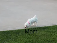 New Borns 🌷🐾💞👨‍👩‍👧‍👦, a female Havapoo for sale in Navarre, OH – 10 of 10