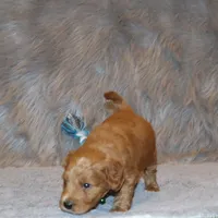 Wyatt 💙 Basic Training Started, a male Miniature Goldendoodle for sale in Navarre, OH – Photo 7 of 10