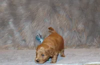 Wyatt 💙 Genetic Clear Parents, a male Miniature Goldendoodle for sale in Navarre, OH – Photo 7 of 10