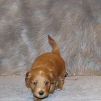 Wyatt 💙 Basic Training Started, a male Miniature Goldendoodle for sale in Navarre, OH – Photo 3 of 10