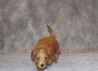 Wyatt 💙 Genetic Clear Parents, a male Miniature Goldendoodle for sale in Navarre, OH – Photo 3 of 10