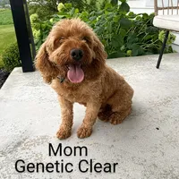 Wyatt 💙 Basic Training Started, a male Miniature Goldendoodle for sale in Navarre, OH – Photo 8 of 10