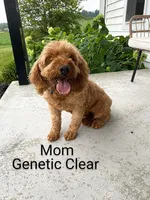Wyatt 💙 Genetic Clear Parents, a male Miniature Goldendoodle for sale in Navarre, OH – Photo 8 of 10