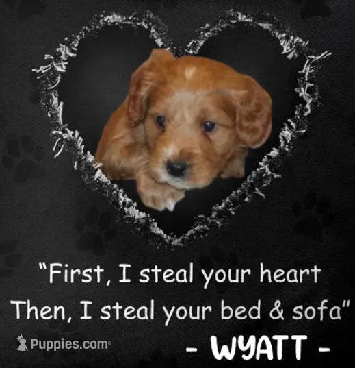 Wyatt 💙 Genetic Clear Parents