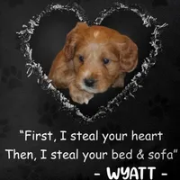 Wyatt 💙 Basic Training Started, a male Miniature Goldendoodle for sale in Navarre, OH – Photo 1 of 10