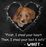 Wyatt 💙 Genetic Clear Parents, a male Miniature Goldendoodle for sale in Navarre, OH – Photo 1 of 10