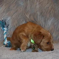 Wyatt 💙 Basic Training Started, a male Miniature Goldendoodle for sale in Navarre, OH – Photo 5 of 10