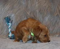 Wyatt 💙 Genetic Clear Parents, a male Miniature Goldendoodle for sale in Navarre, OH – Photo 5 of 10