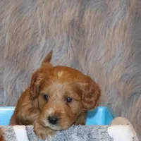 Wyatt 💙 Basic Training Started, a male Miniature Goldendoodle for sale in Navarre, OH – Photo 2 of 10