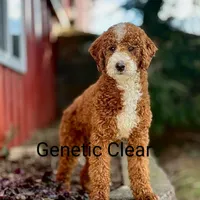 Wyatt 💙 Basic Training Started, a male Miniature Goldendoodle for sale in Navarre, OH – Photo 9 of 10