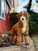 Wyatt 💙 Genetic Clear Parents, a male Miniature Goldendoodle for sale in Navarre, OH – Photo 9 of 10