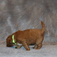 Wyatt 💙 Basic Training Started, a male Miniature Goldendoodle for sale in Navarre, OH – Photo 6 of 10