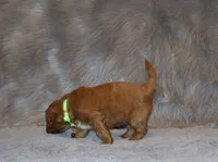 Wyatt 💙 Genetic Clear Parents, a male Miniature Goldendoodle for sale in Navarre, OH – Photo 6 of 10