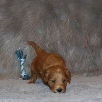 Wyatt 💙 Basic Training Started, a male Miniature Goldendoodle for sale in Navarre, OH – Photo 4 of 10