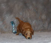 Wyatt 💙 Genetic Clear Parents, a male Miniature Goldendoodle for sale in Navarre, OH – Photo 4 of 10