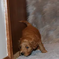 Wyatt 💙 Basic Training Started, a male Miniature Goldendoodle for sale in Navarre, OH – Photo 10 of 10