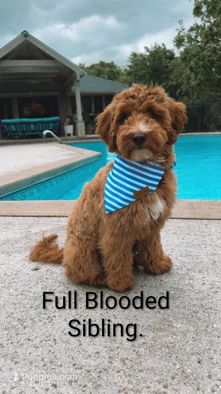 It's A Boy 💙💞 – Miniature Goldendoodle puppy for sale in Navarre, OH
