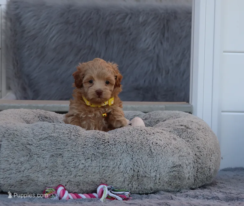 Zabrina 🌷 – Havapoo puppy on hold in Navarre, OH