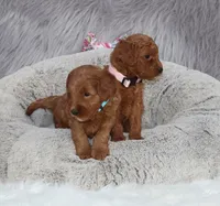 Miley 🌷 13 18 estimate adult, a female Miniature Goldendoodle for sale in Navarre, OH – 2 of 8