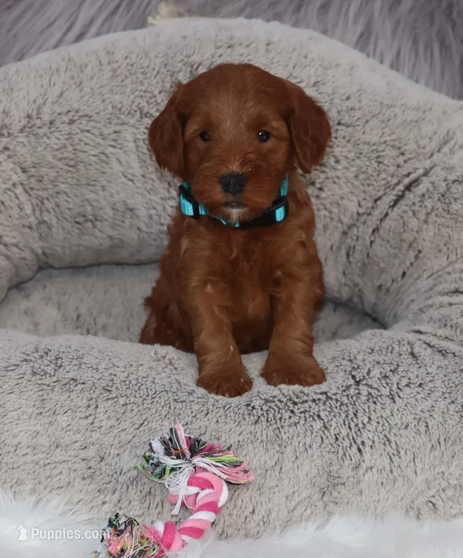 Melody 🌷 – Miniature Goldendoodle puppy for sale in Navarre, OH