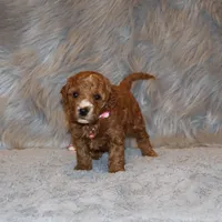 Willow 🌷 Leash Training Started, a female Miniature Goldendoodle for sale in Navarre, OH – Photo 8 of 10