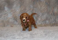 Willow 🌷 Genetic ClearParents, a female Miniature Goldendoodle for sale in Navarre, OH – Photo 8 of 10