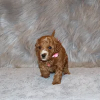Willow 🌷 Leash Training Started, a female Miniature Goldendoodle for sale in Navarre, OH – Photo 7 of 10
