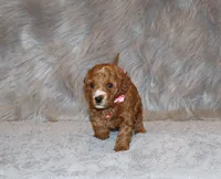 Willow 🌷 Genetic ClearParents, a female Miniature Goldendoodle for sale in Navarre, OH – Photo 7 of 10