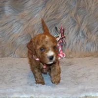 Willow 🌷 Leash Training Started, a female Miniature Goldendoodle for sale in Navarre, OH – Photo 9 of 10