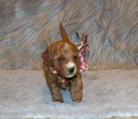 Willow 🌷 Genetic ClearParents, a female Miniature Goldendoodle for sale in Navarre, OH – Photo 9 of 10