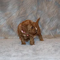 Willow 🌷 Leash Training Started, a female Miniature Goldendoodle for sale in Navarre, OH – Photo 6 of 10