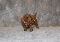 Willow 🌷 Genetic ClearParents, a female Miniature Goldendoodle for sale in Navarre, OH – Photo 6 of 10