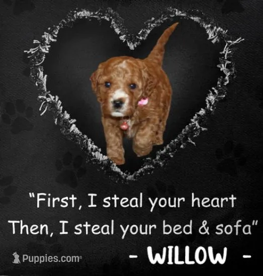 Willow 🌷 Genetic ClearParents