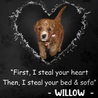 Willow 🌷 Leash Training Started, a female Miniature Goldendoodle for sale in Navarre, OH – Photo 1 of 10