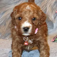 Willow 🌷 Leash Training Started, a female Miniature Goldendoodle for sale in Navarre, OH – Photo 2 of 10