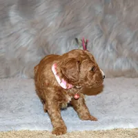 Willow 🌷 Leash Training Started, a female Miniature Goldendoodle for sale in Navarre, OH – Photo 10 of 10