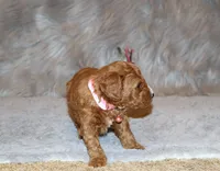 Willow 🌷 Genetic ClearParents, a female Miniature Goldendoodle for sale in Navarre, OH – Photo 10 of 10