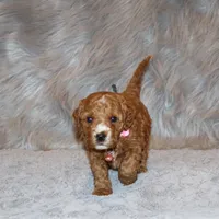 Willow 🌷 Leash Training Started, a female Miniature Goldendoodle for sale in Navarre, OH – Photo 5 of 10