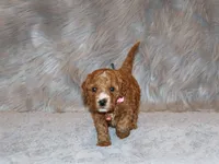 Willow 🌷 Genetic ClearParents, a female Miniature Goldendoodle for sale in Navarre, OH – Photo 5 of 10