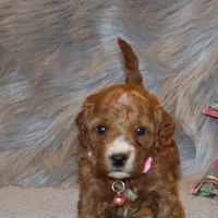 Willow 🌷 Leash Training Started, a female Miniature Goldendoodle for sale in Navarre, OH – Photo 4 of 10