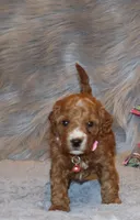 Willow 🌷 Genetic ClearParents, a female Miniature Goldendoodle for sale in Navarre, OH – Photo 4 of 10