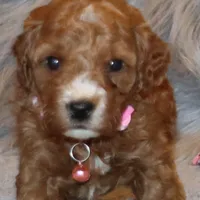 Willow 🌷 Leash Training Started, a female Miniature Goldendoodle for sale in Navarre, OH – Photo 3 of 10