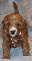 Willow 🌷 Genetic ClearParents, a female Miniature Goldendoodle for sale in Navarre, OH – Photo 3 of 10