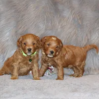 Whitney 🌷 Leash Training Started, a female Miniature Goldendoodle for sale in Navarre, OH – Photo 6 of 9
