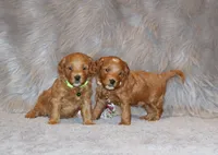 Whitney 🌷 GeneticClearParents, a female Miniature Goldendoodle for sale in Navarre, OH – Photo 7 of 10