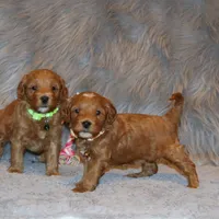Whitney 🌷 Leash Training Started, a female Miniature Goldendoodle for sale in Navarre, OH – Photo 7 of 9