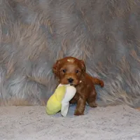Whitney 🌷 Leash Training Started, a female Miniature Goldendoodle for sale in Navarre, OH – Photo 4 of 9