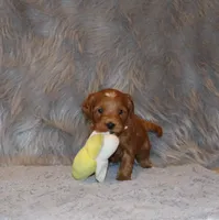 Whitney 🌷 GeneticClearParents, a female Miniature Goldendoodle for sale in Navarre, OH – Photo 5 of 10