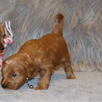 Whitney 🌷 Leash Training Started, a female Miniature Goldendoodle for sale in Navarre, OH – Photo 9 of 9