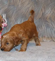 Whitney 🌷 GeneticClearParents, a female Miniature Goldendoodle for sale in Navarre, OH – Photo 10 of 10